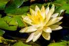 Water lily Puerto Vallarta Botanical Garden-Puerto Vallarta-Jalisco-Mexico Art Print